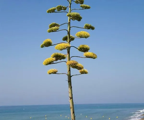 102 Guadalmansa Playa, Heaven Apartamento *