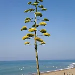102 Guadalmansa Playa, Heaven Apartamento *